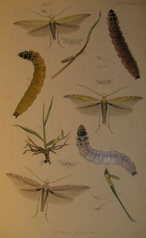 Le Coleophoridae d''Italia